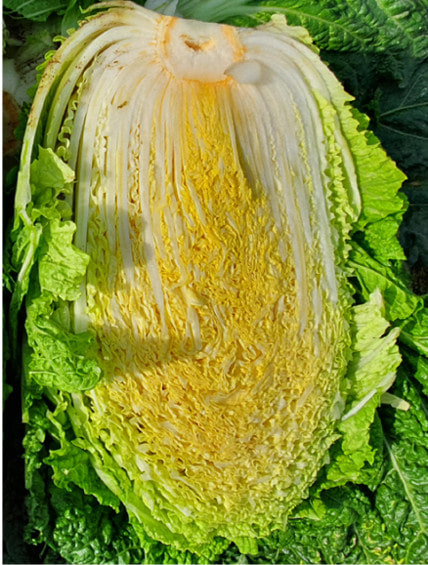 반으로 자른 베타배추